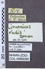 Etiketten zu Gambrinus rudis (NHMW-ZOO-COL-0008588)